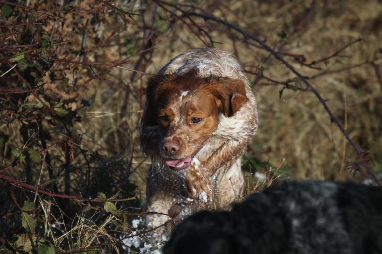 Der Bretone Bretonen vom Schwanenberg